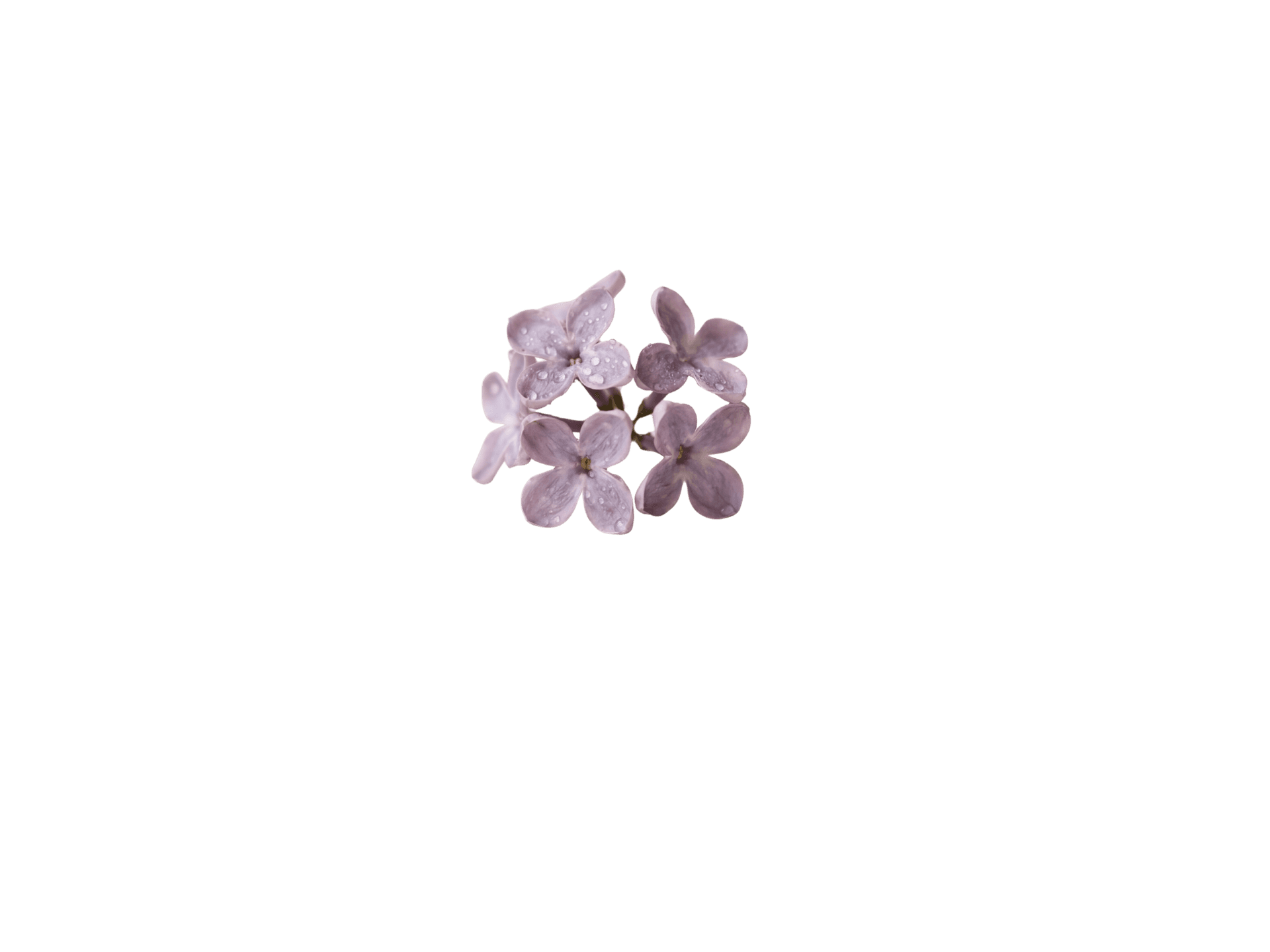 Lavandula Angustifolia